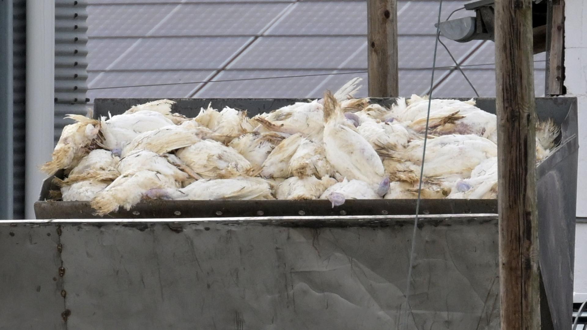 Zahlreiche tote Puten werden mit Hilfe eines Radladers in einen Container gekippt. | Michael Bahlo/dpa