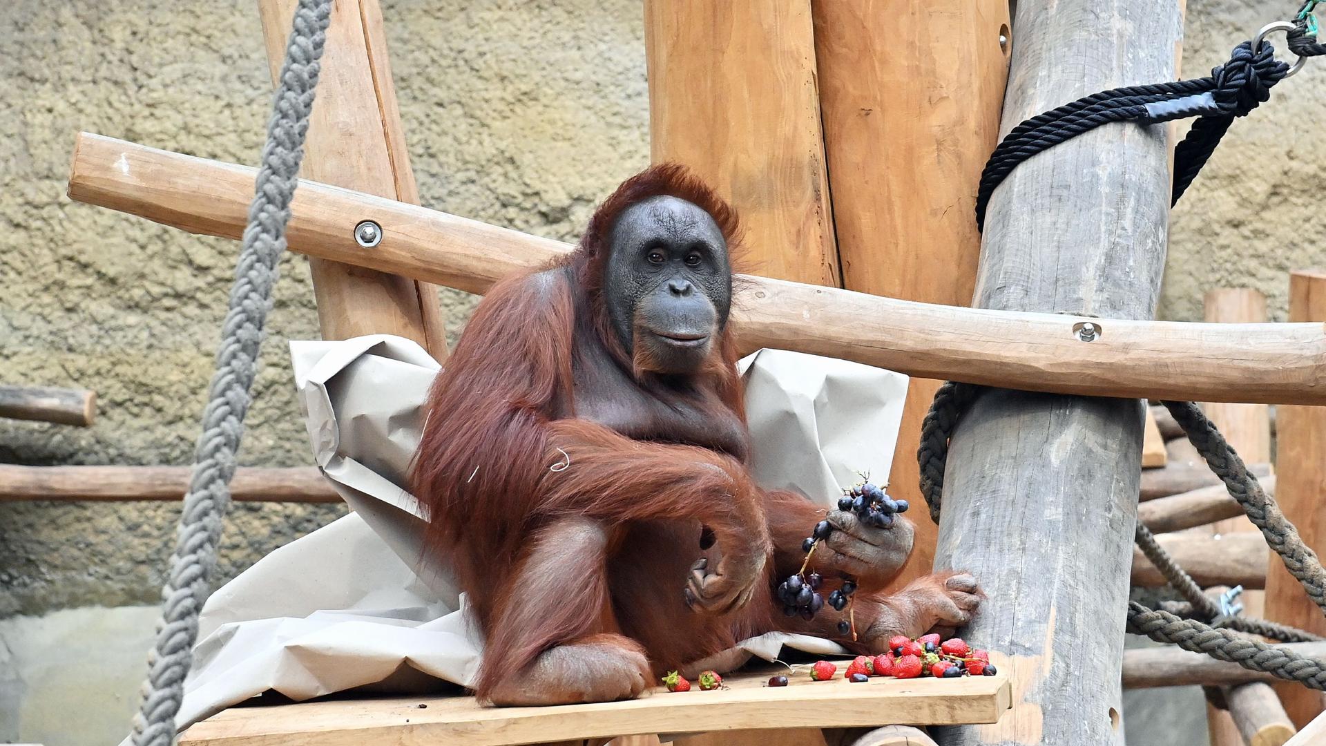 Rostocker Zoo: Neue Anlage für Orang-Utans fertig