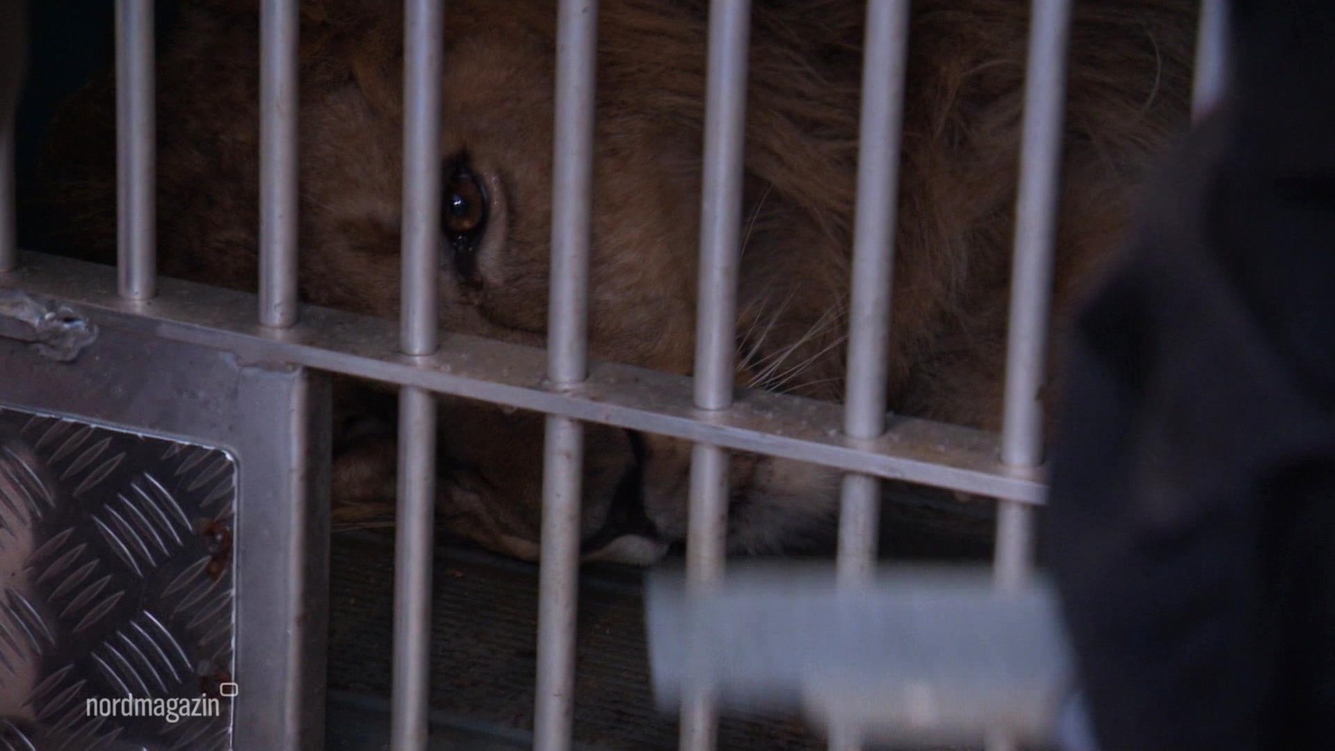 Auf nach Dänemark: Löwe Santosh verlässt Schwerin