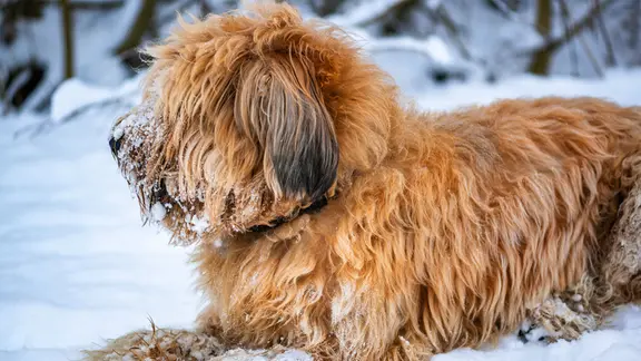 Im langen Fell des Briard bilden sich schnell Schneeklumpen. Man kann sie gut mit einem Schneebesen rausklopfen. | IMAGO / Dreamstime Ein Hund liegt im Schnee.