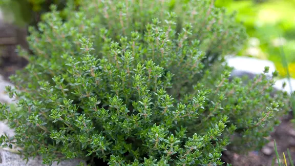 Eine Thymian-Pflanze in einem Beet. | Fotolia.com, VRD Eine Thymian-Pflanze in einem Beet.