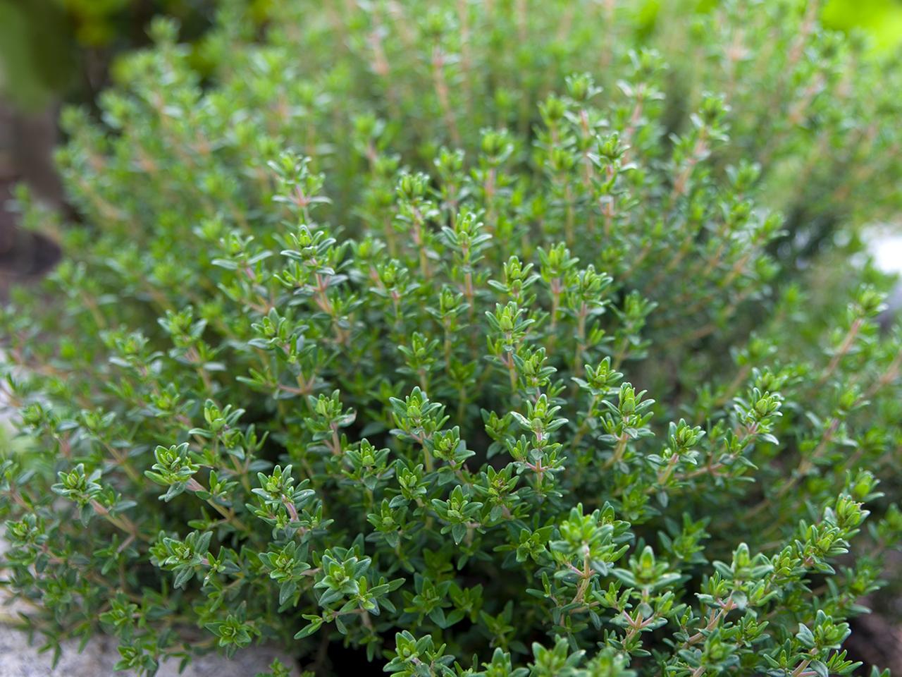 Thymian pflanzen: Ideal als Bodendecker und im Kruterbeet | ndr.de