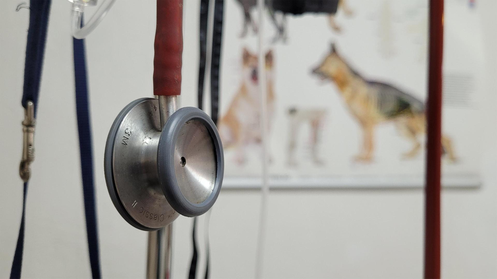 Tierärzte häufiger suizidgefährdet – neues Hilfsangebot