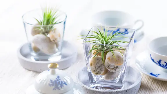 Zwei Tillandsien auf Steinen im Glas stehen mit Teetassen auf einem gedeckten Tisch.