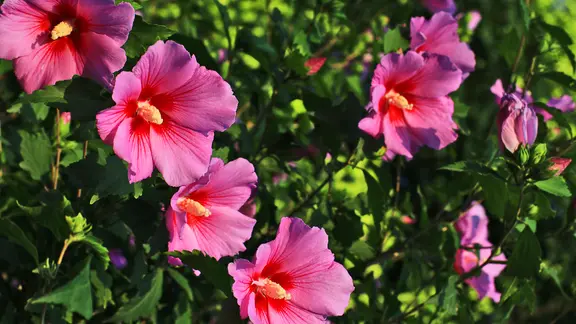 Ein blühender Hibiskus-Strauchs mit rosa Blüten.