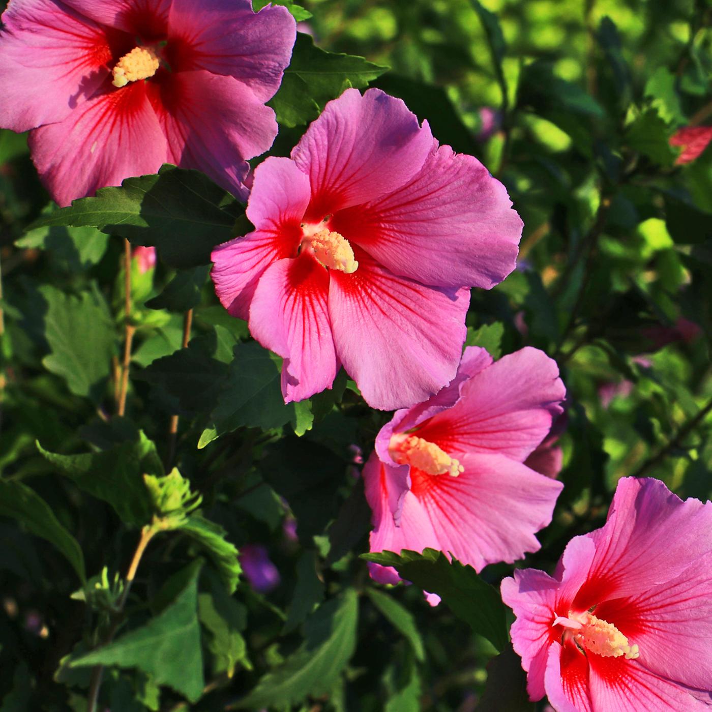 Hibiskus schneiden, pflegen und berwintern | ndr.de