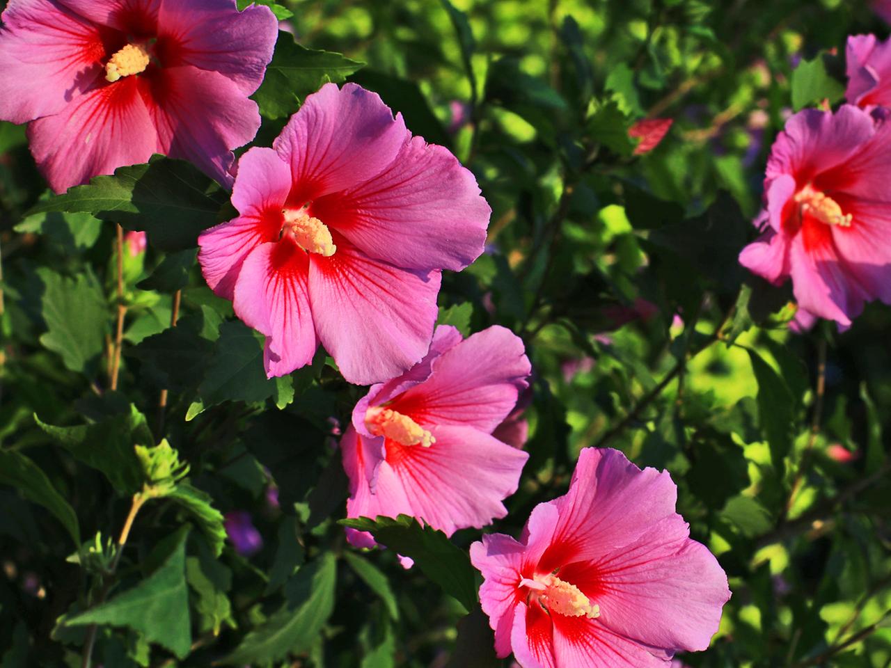 Hibiskus schneiden, pflegen und berwintern | ndr.de