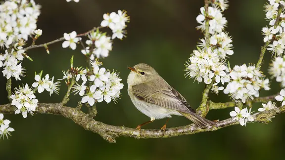 Fitis sitzt auf einem blühenden Schlehenzweig