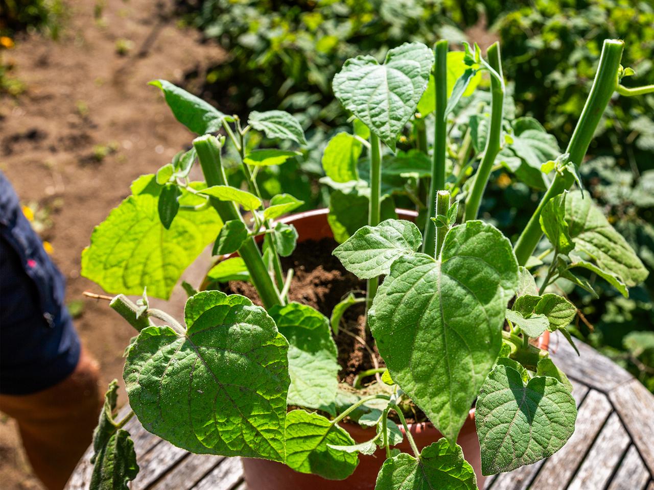 Physalis zurckschneiden, berwintern und vermehren