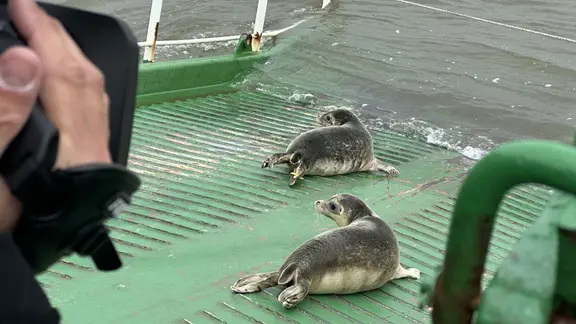 Zwei Robben kriechen eine grüne Rampe hinunter ins Wasser.