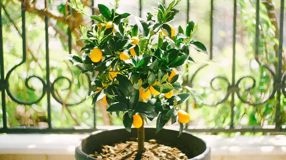 Eine Zitruspflanze im Topf auf einem Balkon | Colourbox, Nadtochiy Vladimir Eine Zitruspflanze im Topf auf einem Balkon