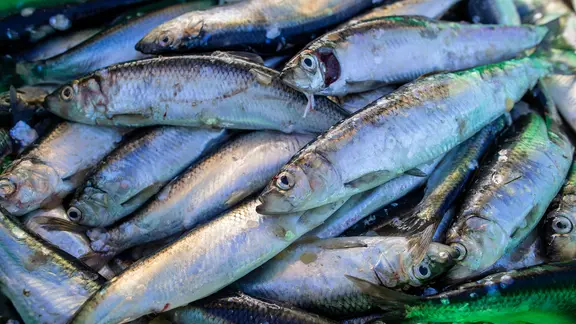 Das Bild zeigt eine Anhäufung gefangener Heringe, mutmaßlich in einer Fischkiste.
