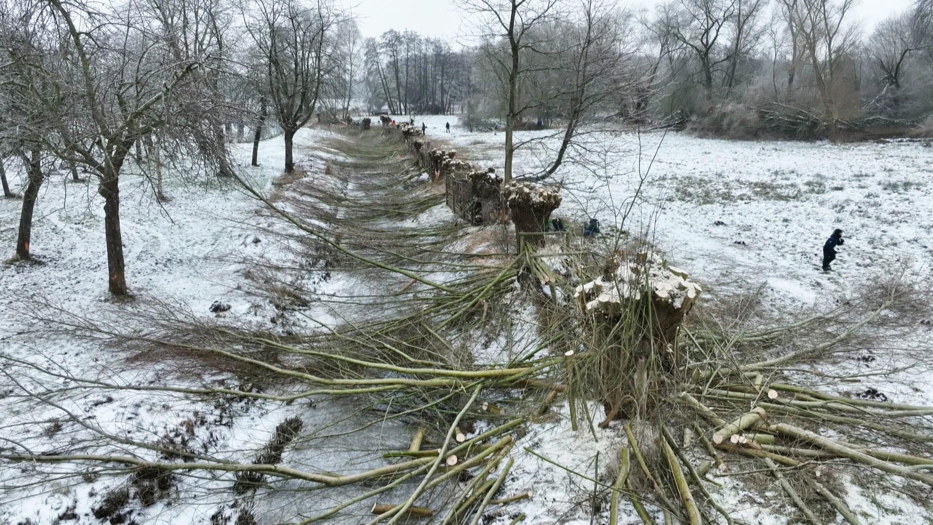 Greifswald: Kopfweiden-Pflege für den Naturschutz