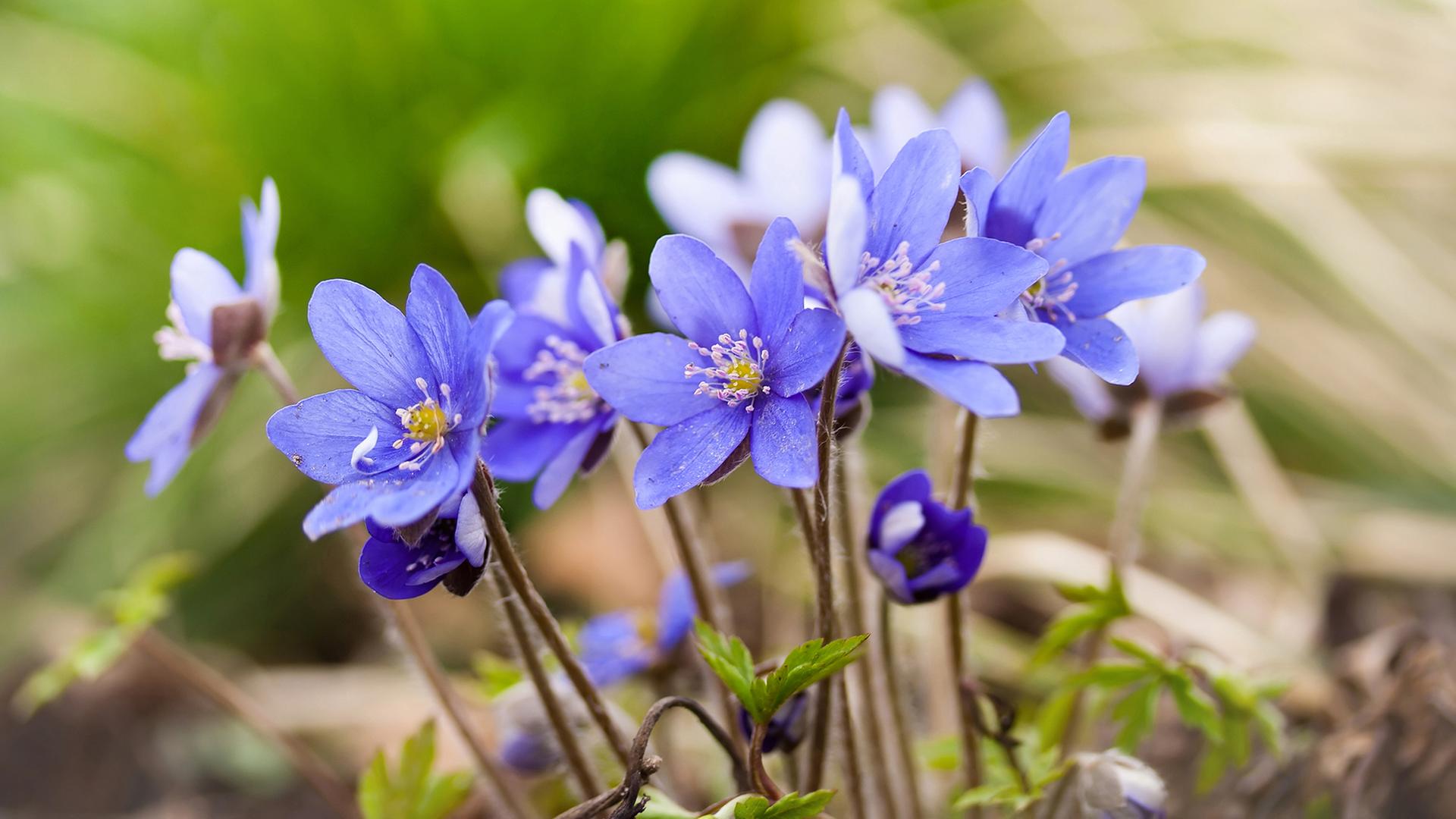 Leberblmchen im Garten pflanzen: Prchtige Frhlingsboten | ndr.de