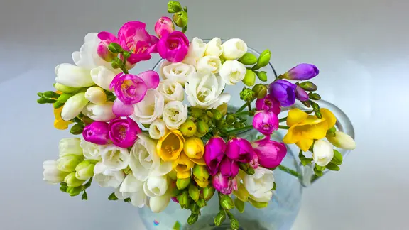 In der Vase sind Freesien sehr lange haltbar. | Colourbox, Neirfy Freesien in einer Glasvase.