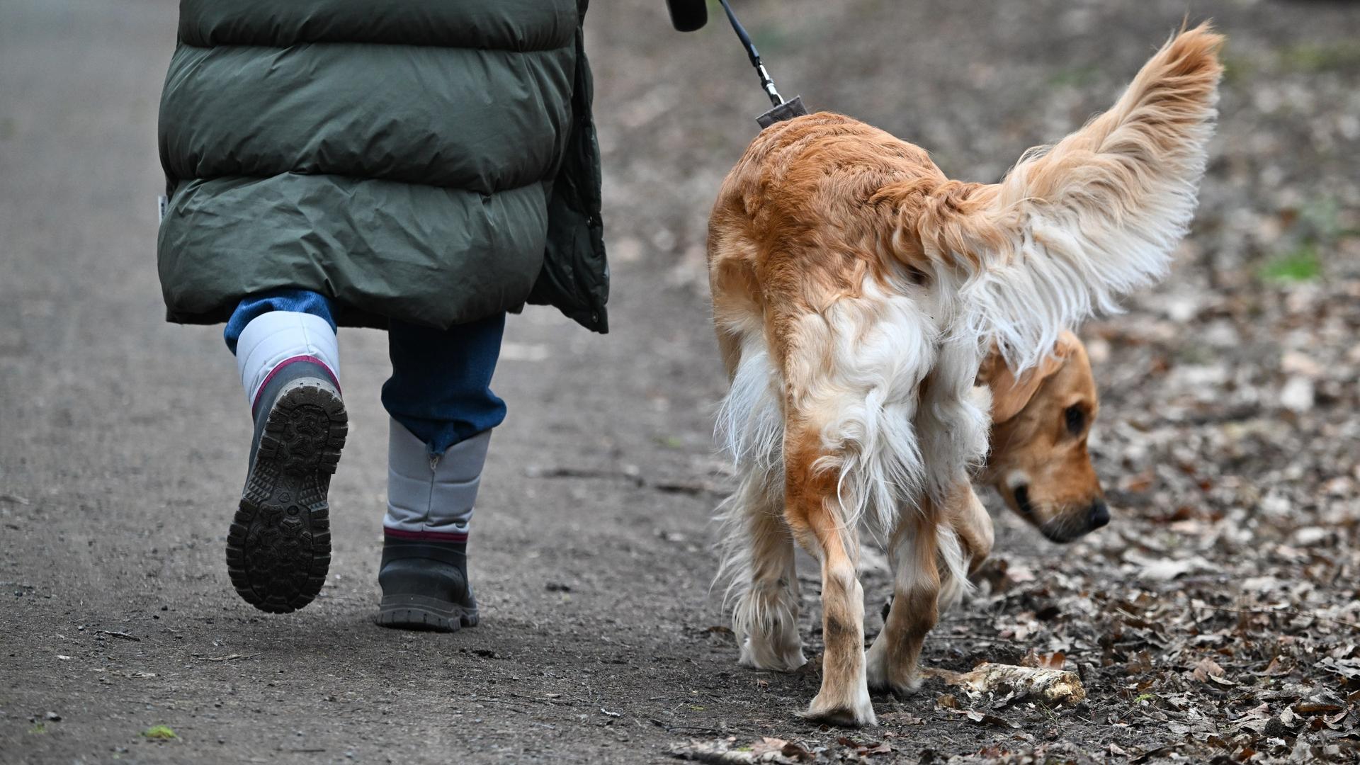 Eine Frau geht im Frankfurter Stadtwald mit ihrem Hund spazieren | pda, Arne Dedert