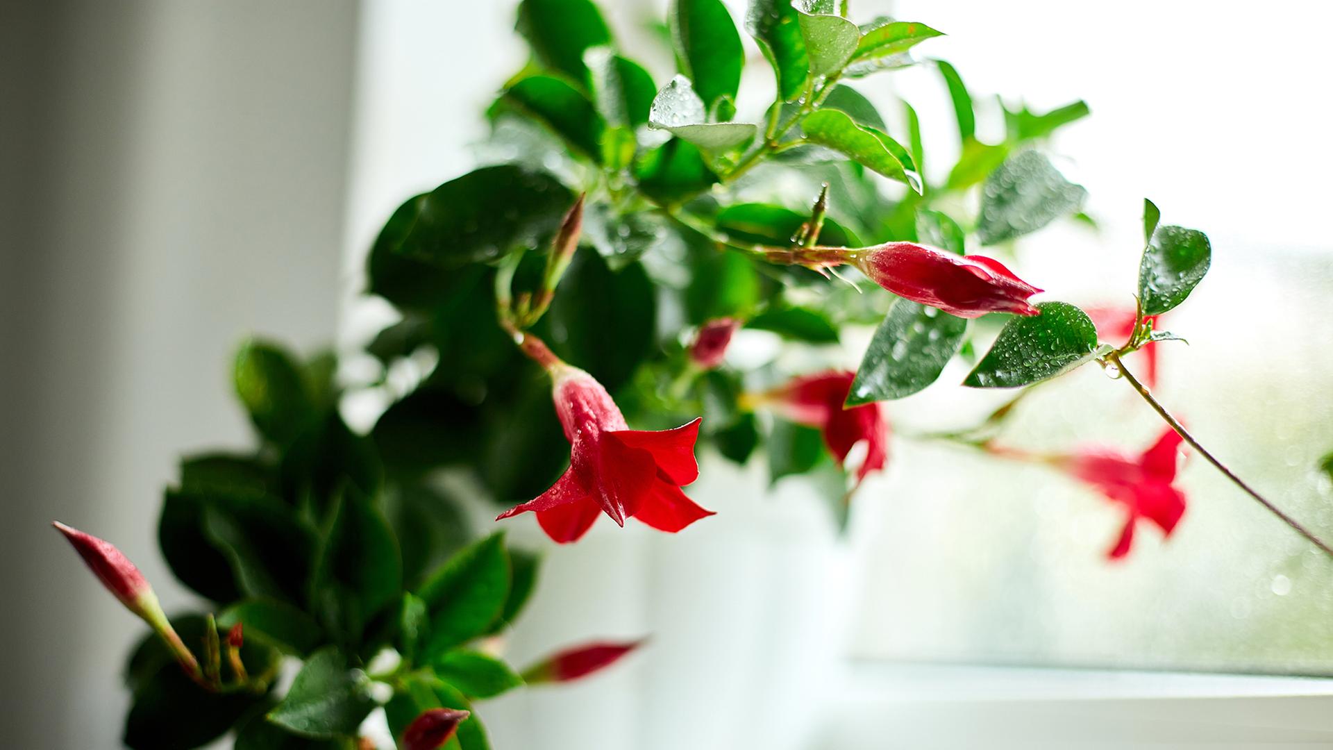 Phnologischer Kalender: Was im Garten im Sptherbst zu tun ist