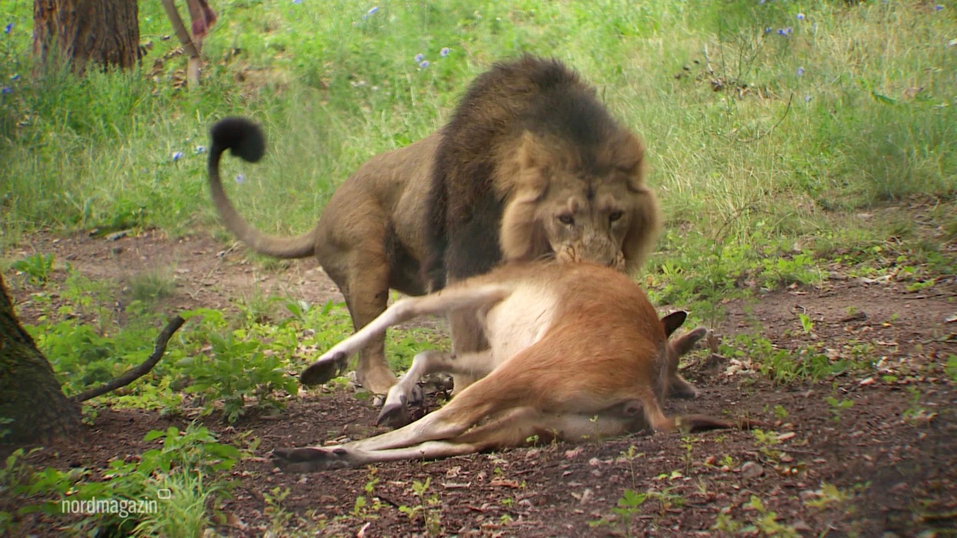 Schweriner Zoo verfüttert Milu-Hirsche an Löwenrudel