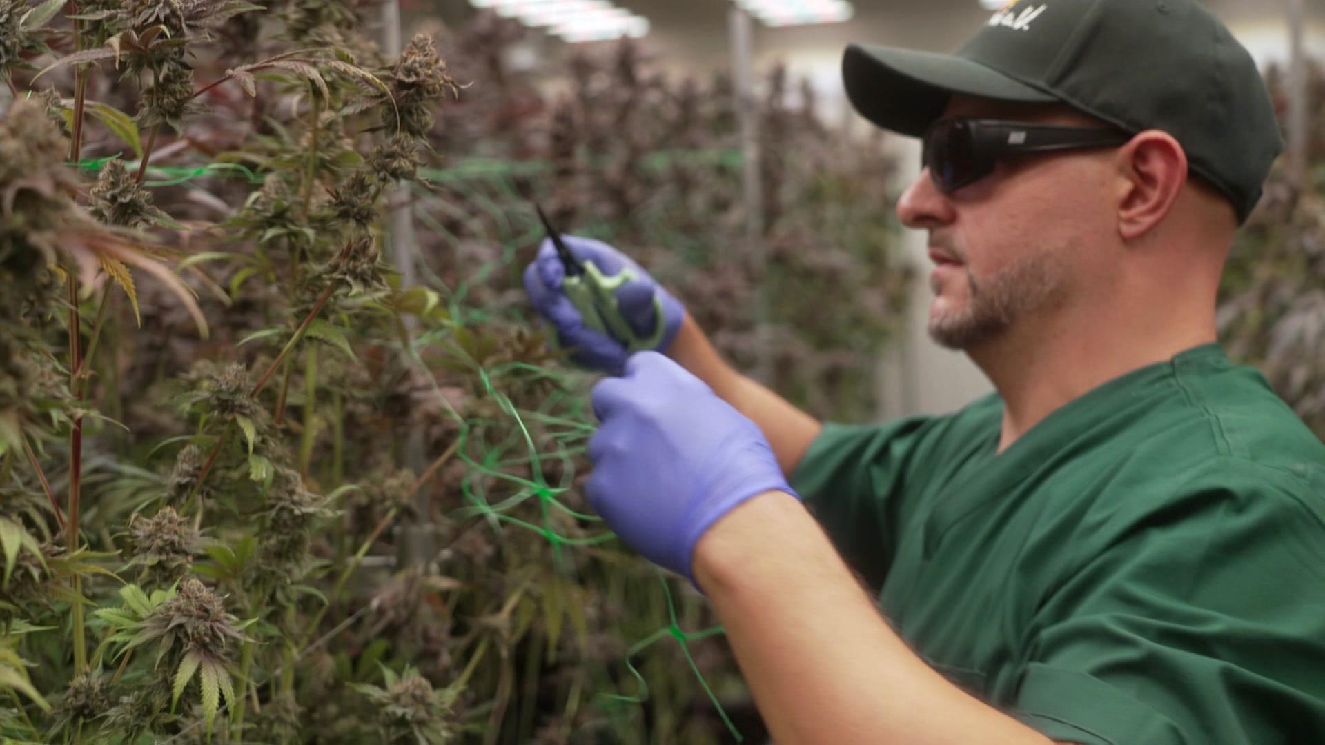 Cannabis in SH: So läuft die Erntepremiere