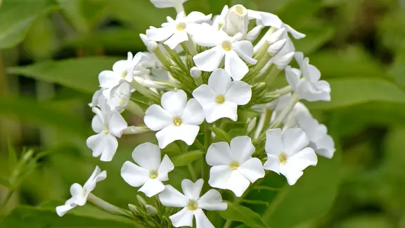 Phlox pflanzen: Bltenpracht fr fast jeden Bereich im Garten | ndr.de