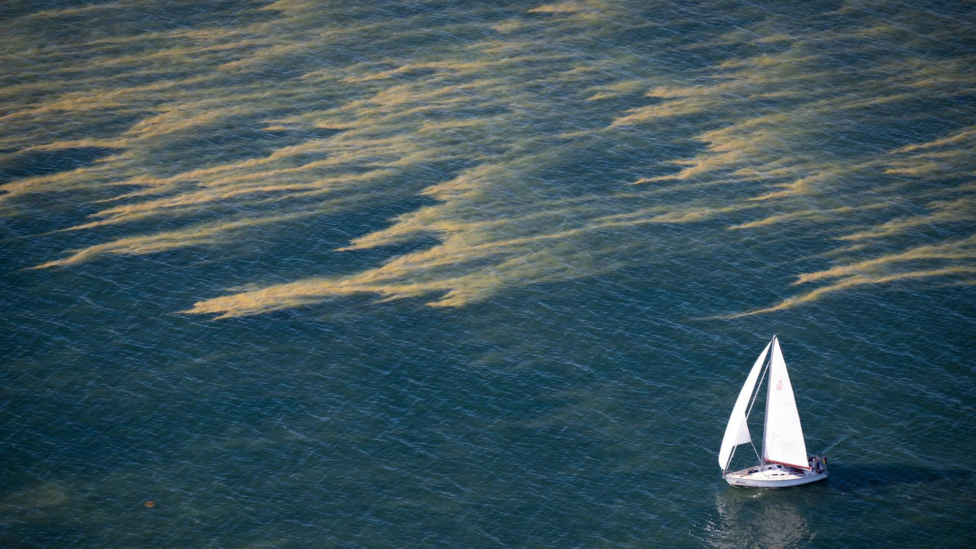Blaualgen breiten sich an Ostsee und Seen in MV aus