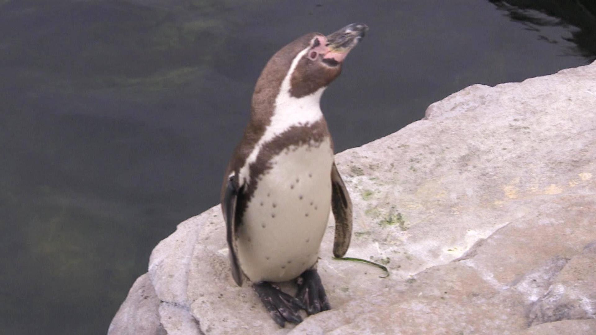 Ein Pinguin auf der Rügenbrücke? Ungewöhnlicher Einsatz in Stralsund