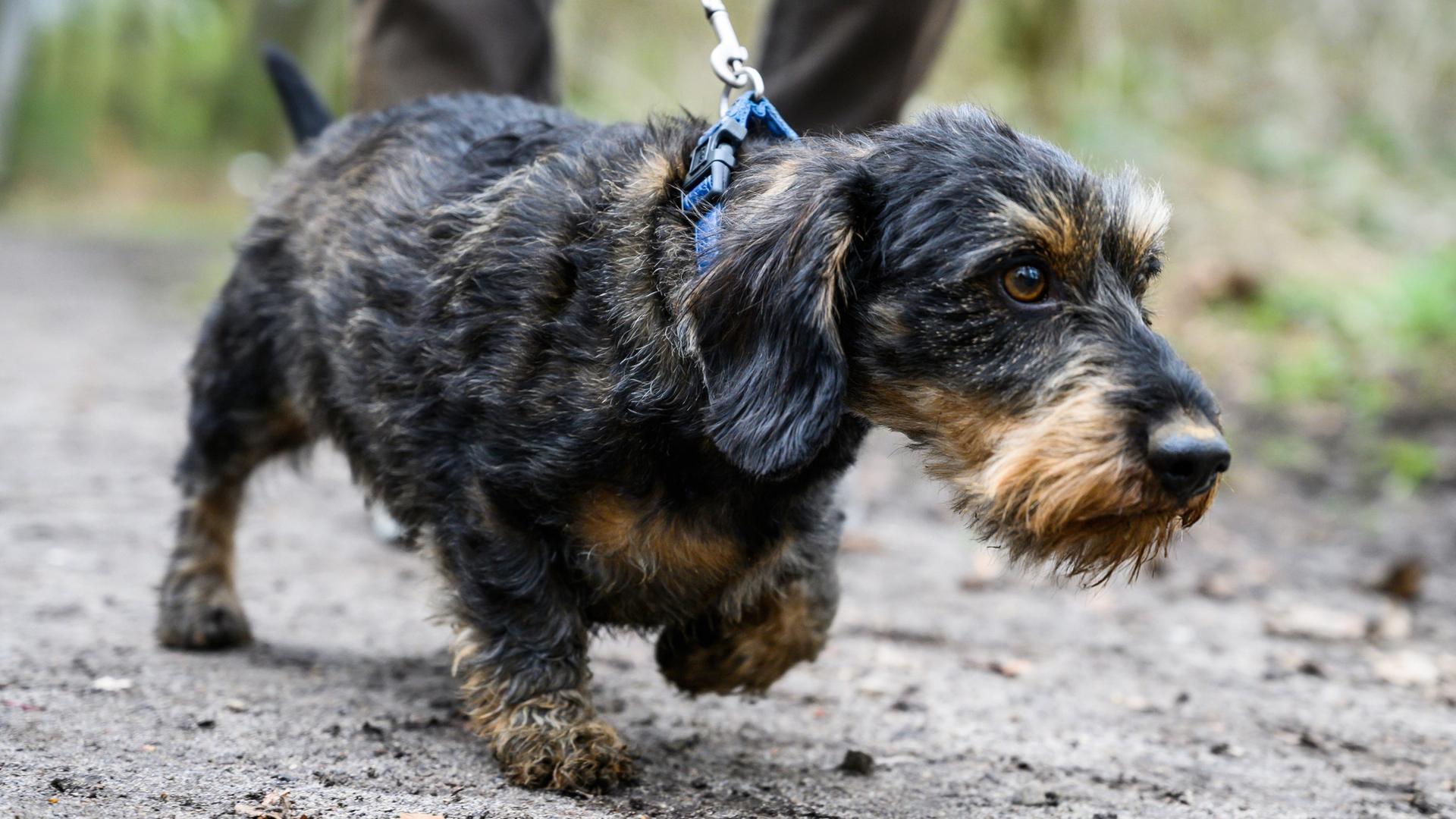 Ein Rauhaardackel an einer Leine. Nach einem Giftköder-Fund warnt die Polizei Hundebesitzer vor der Gefahr. | dpa, Christophe Gateau