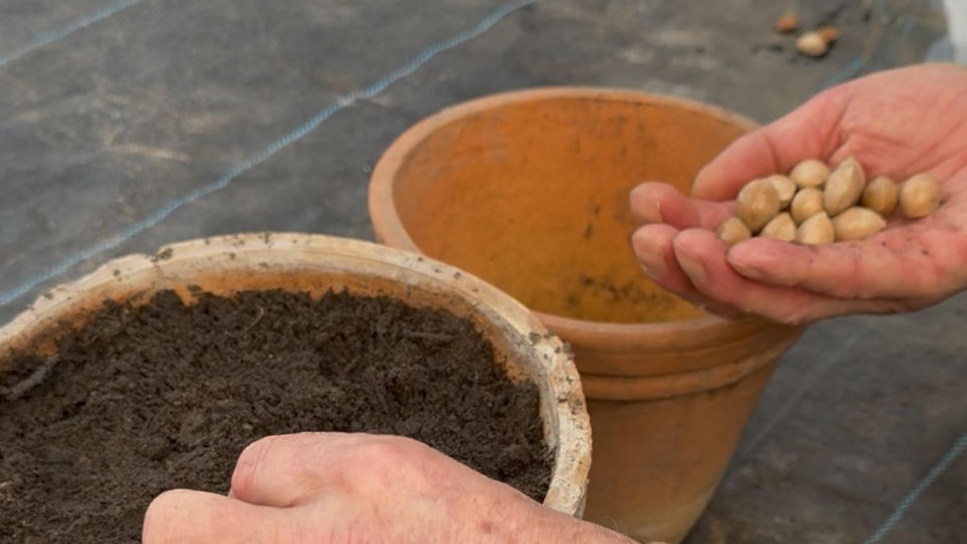 Ein Ginkgobaum soll in Stralsund als Friedenssymbol heranwachsen
