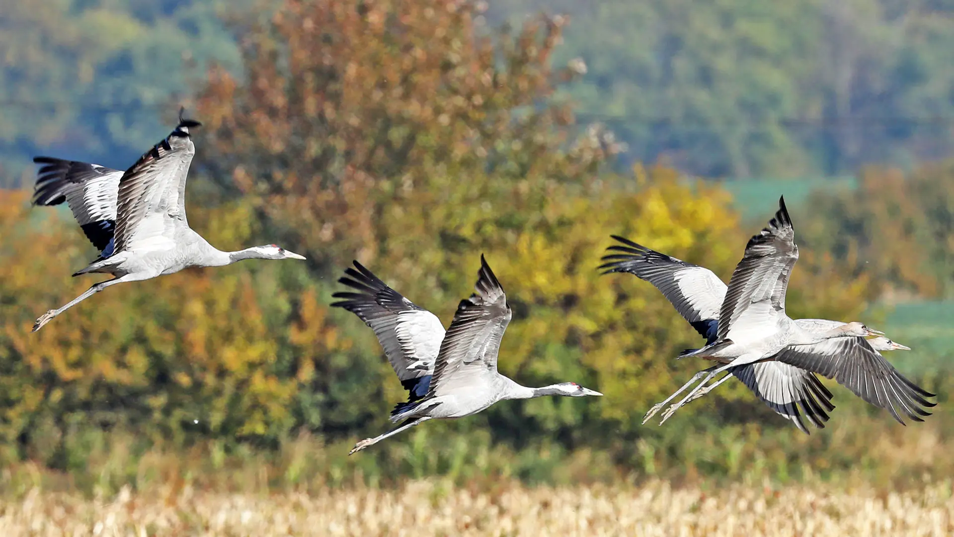 Cranes: Where to observe the birds in the north