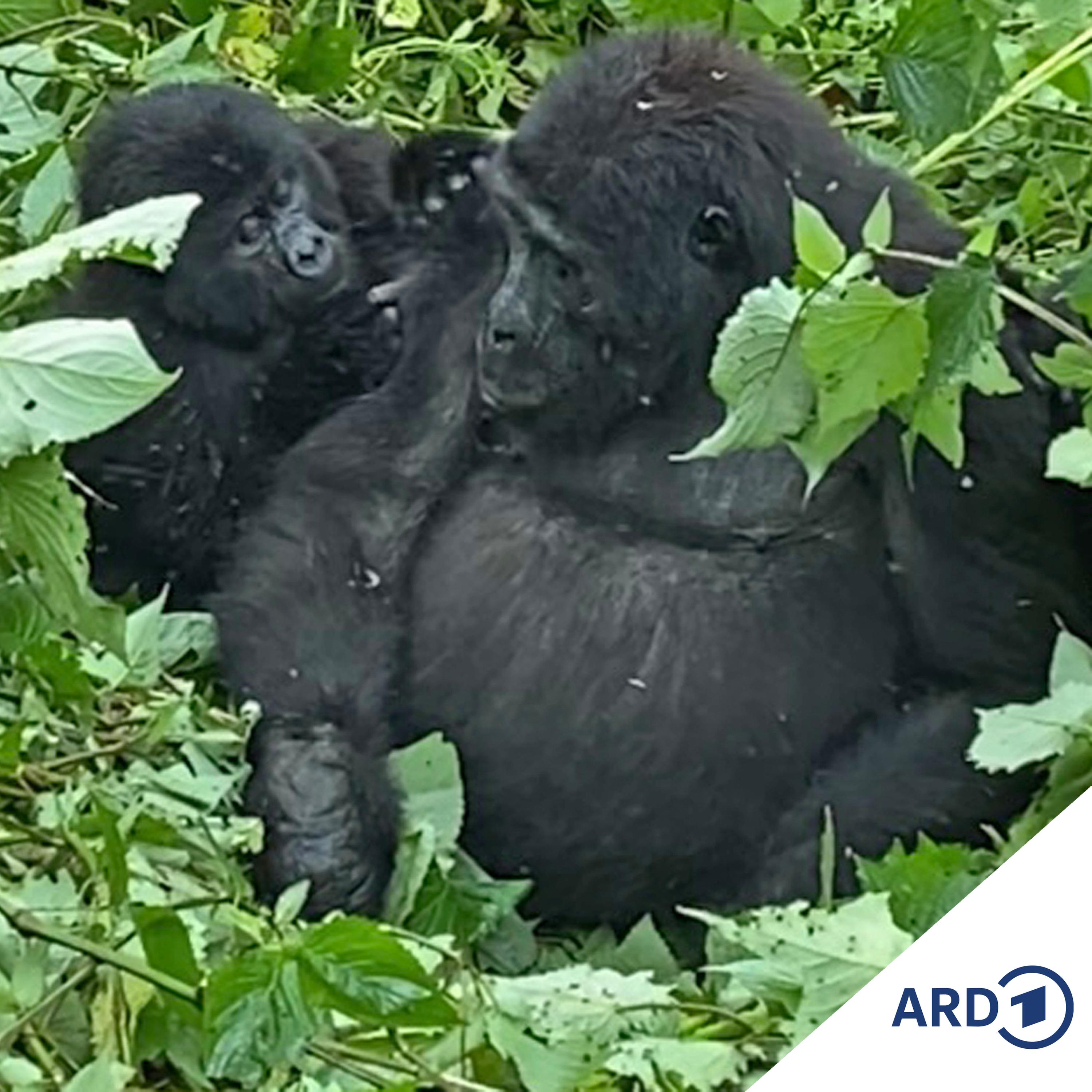 Zwischen Hamburg und Haiti