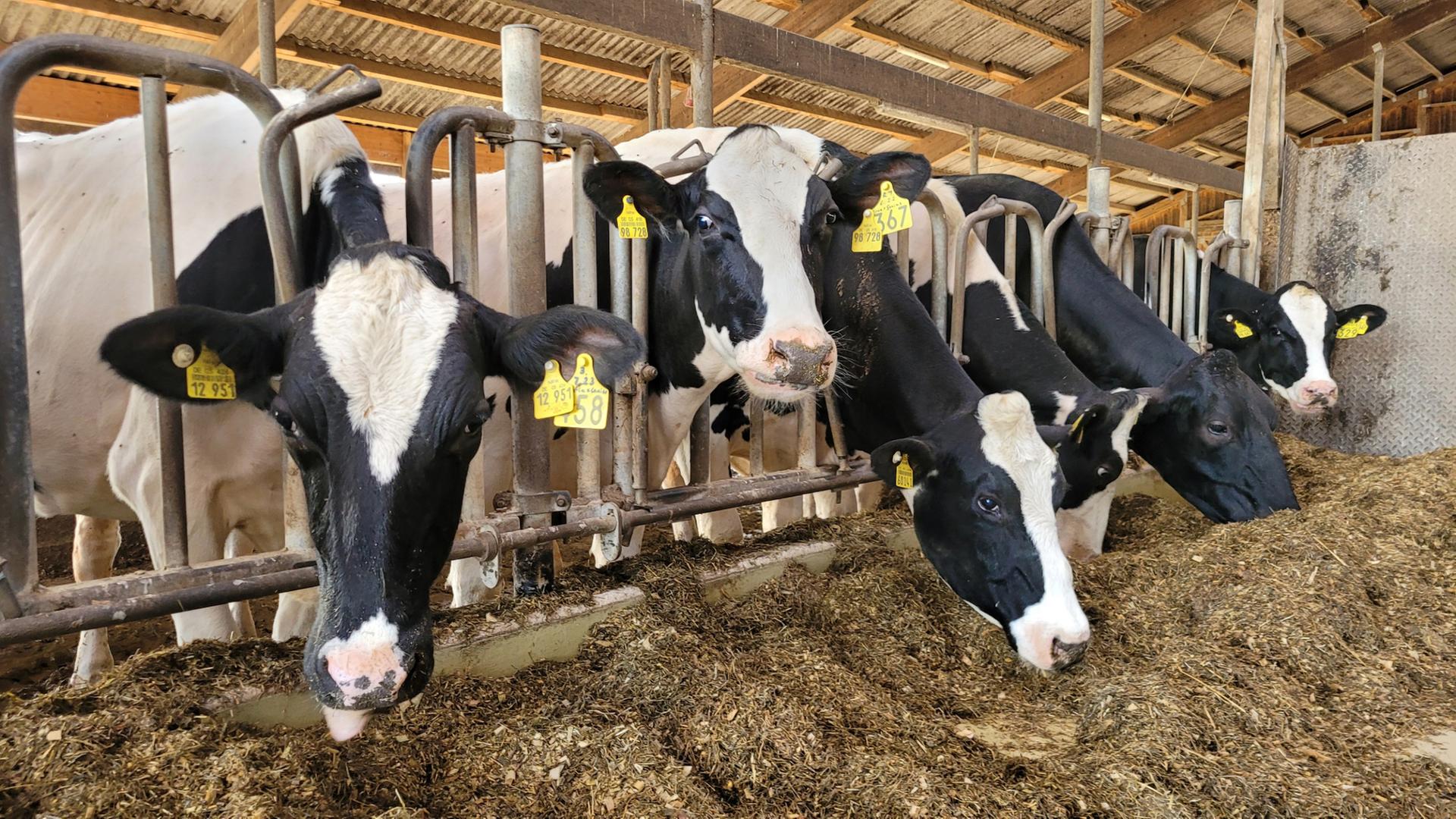 Milchkühe stehen in einem Stall. | NDR, Britta Nareyka