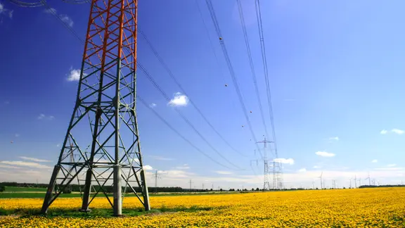 Schafgarbe blüht unter einem Strommast im Landkreis Helmstedt.