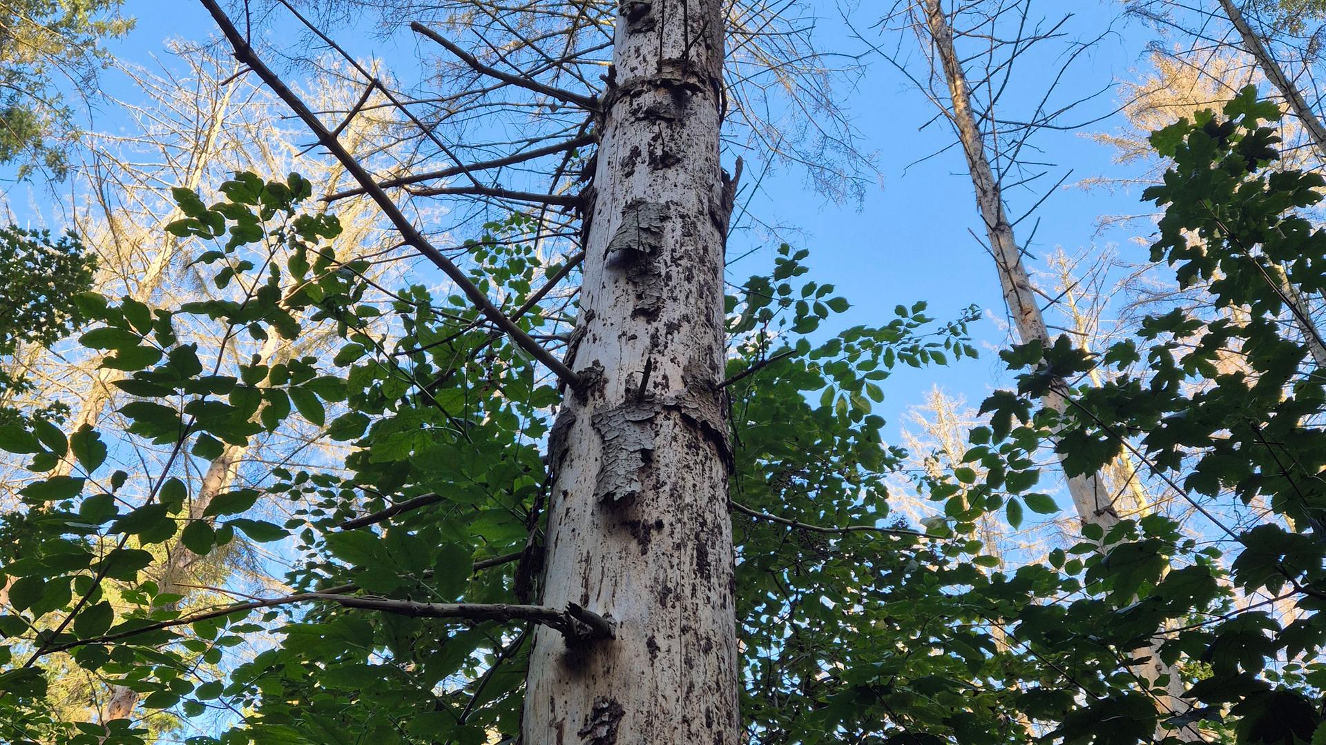 Borkenkäfer: Bäume im Barnstorfer Wald werden gefällt