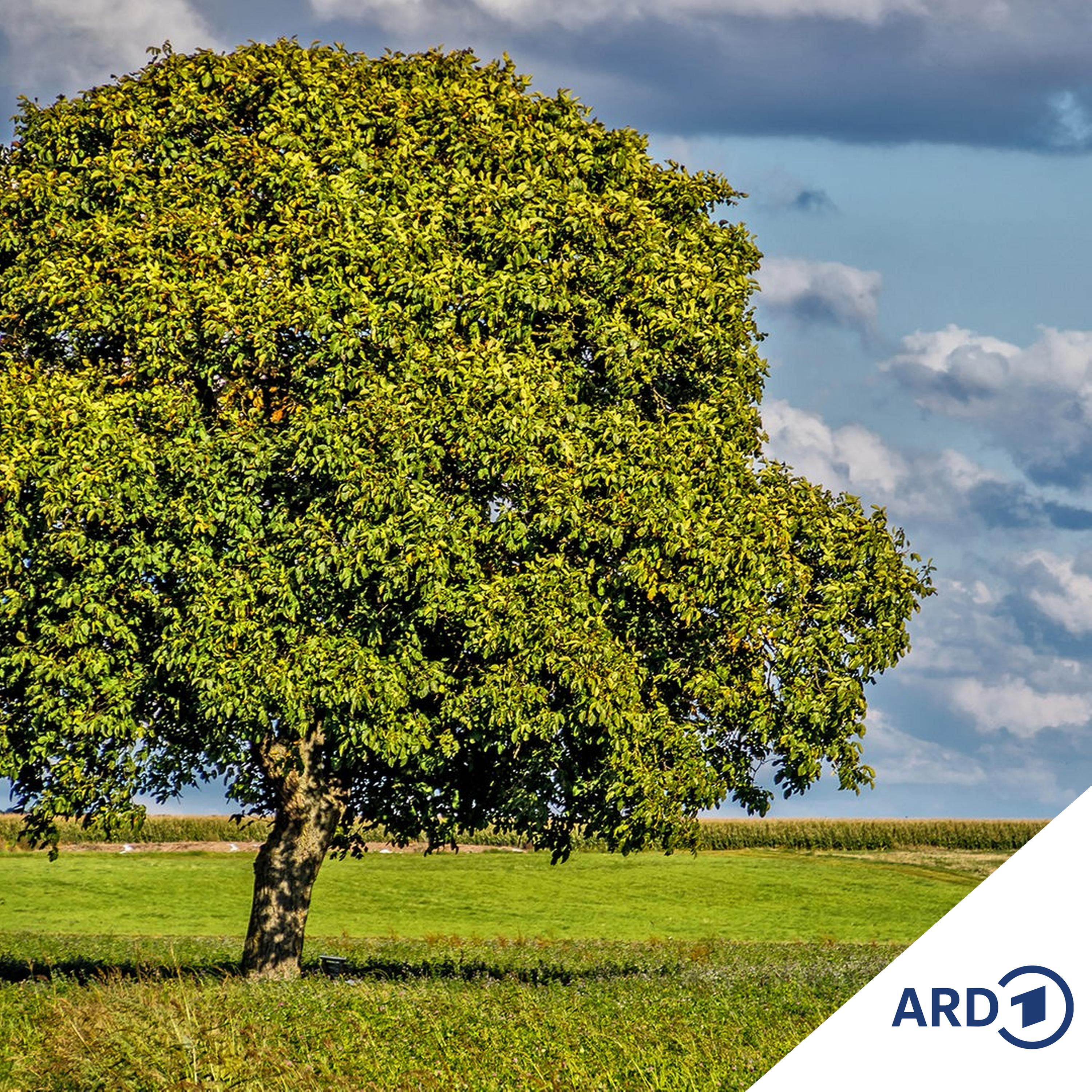 De Legenn vun Hans Haunerland