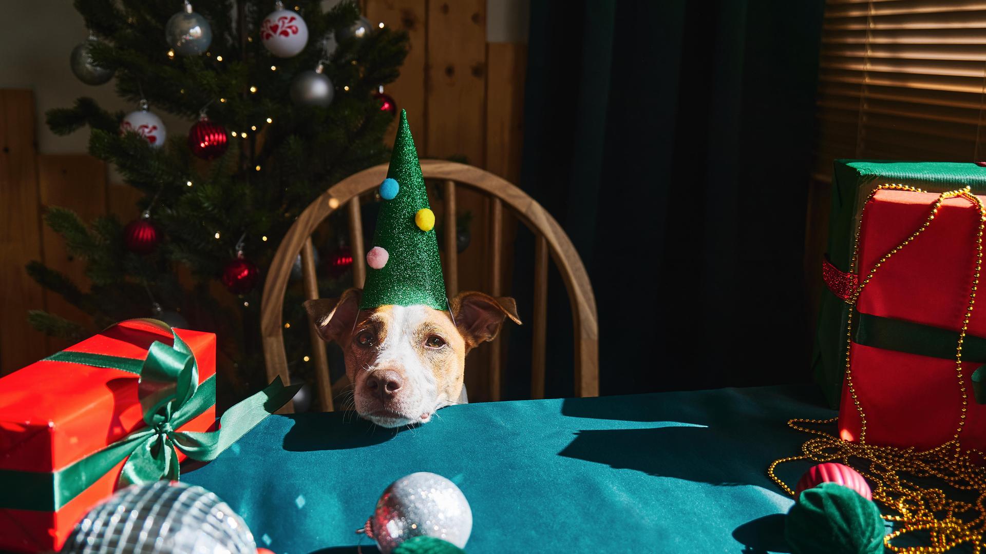 Ein Hund mit Partyhut legt seinen Kopf auf einen Tisch mit Geschenken | picture alliance / Westend61 | Caterina Trimarchi