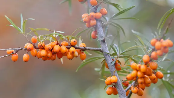 Sanddornbeeren