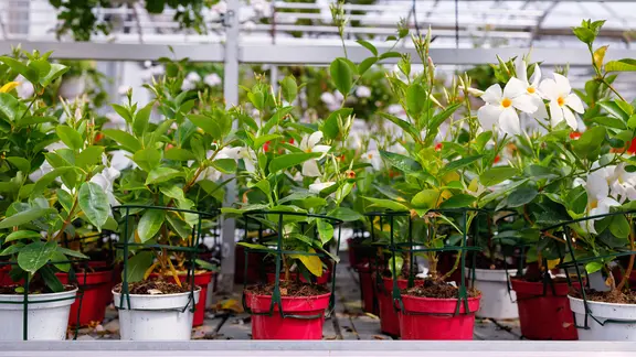 Dipladenia berwintern: Im Gewchshaus oder Wintergarten | ndr.de