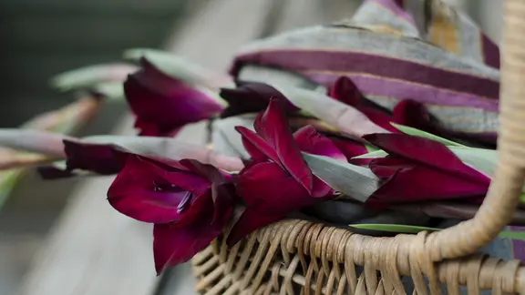Ein Korb, gefüllt mit Gladiolen. | colourbox, Christopher Lewis Ein Korb, gefüllt mit Gladiolen.