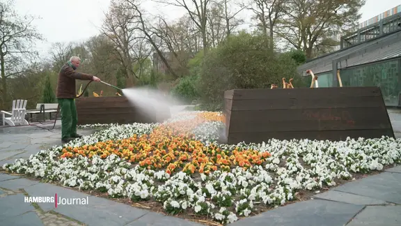 Ein Mann bewässert ein Blumenbeet.