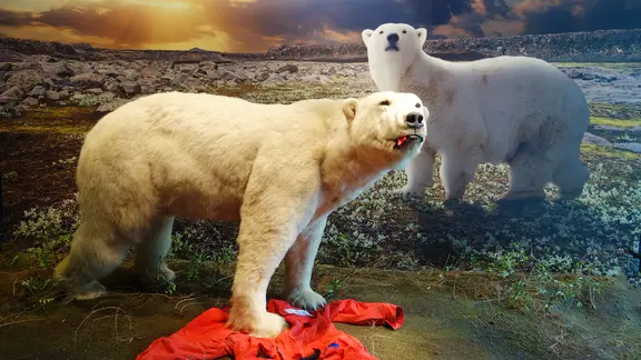 Ausgeprägter Eisbär in der Ausstellung des Zoologischen Museums Hamburg