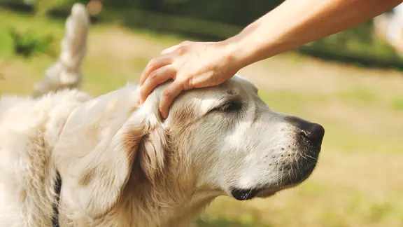Eine Hand streichelt einen Labrador.