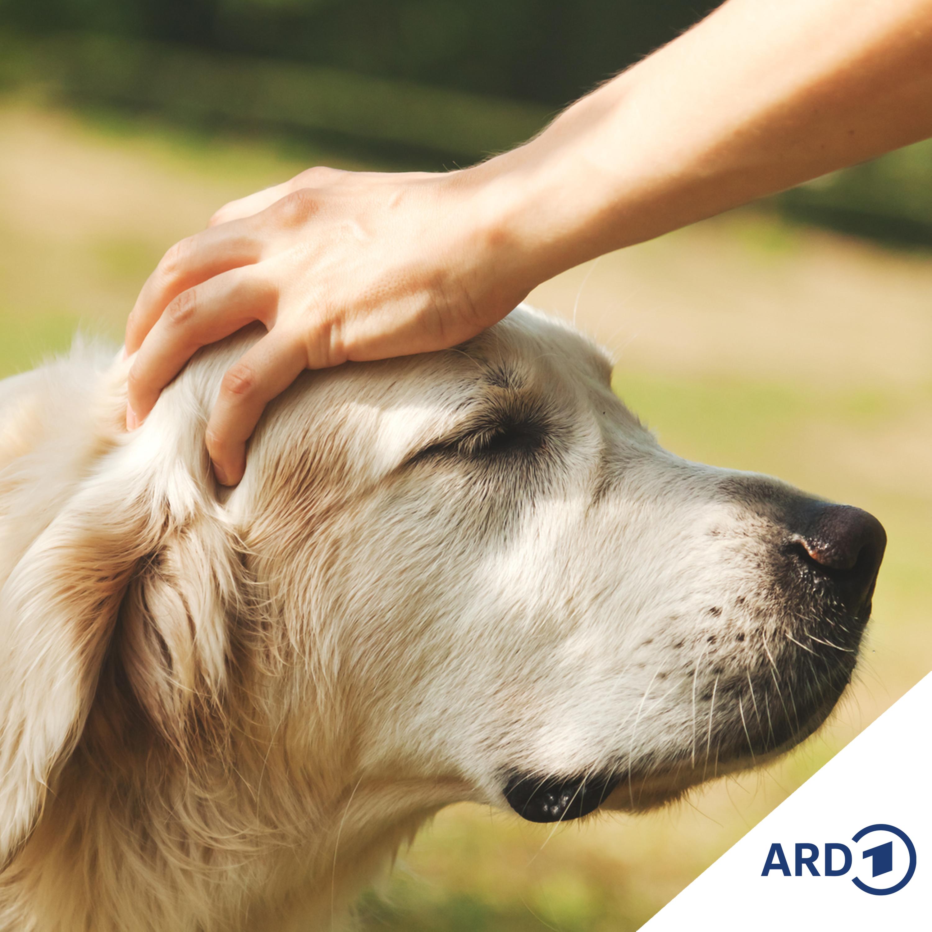 NDR - Hör mal \'n beten to