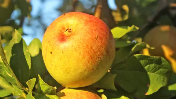 Äpfel der Sorte Celler Dickstiel an einem Baum.