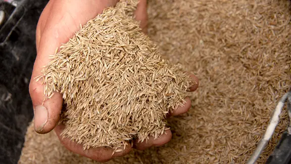 Eine Handvoll Rasensaat