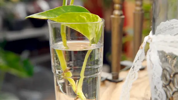 Ein Steckling im Glas.