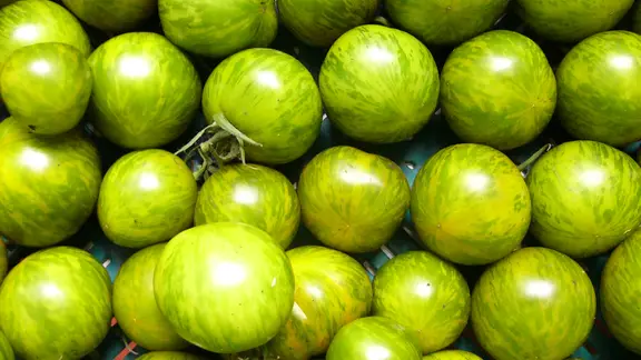 Green Zebra
