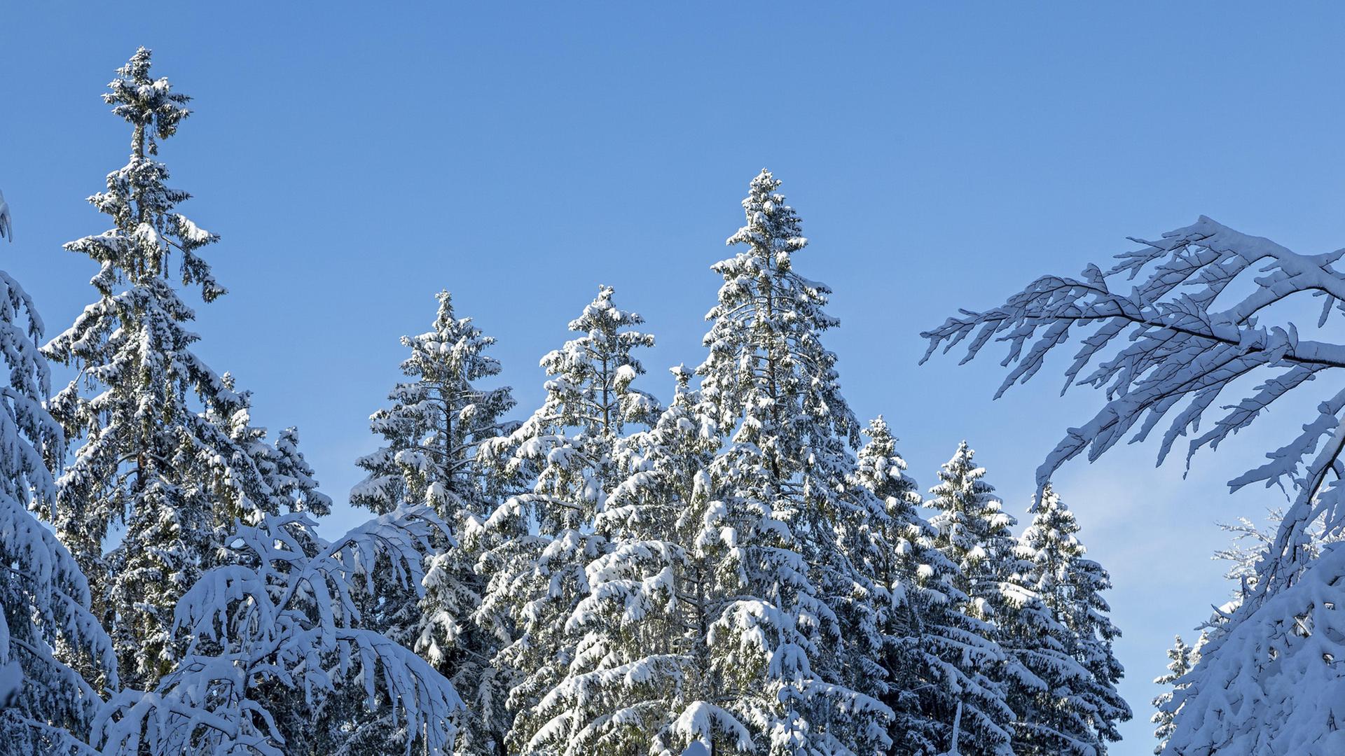 Mehrere Bäume sind mit einer dicken Schneeschicht bedeckt. | picture alliance / imageBROKER, Siegfried Kuttig