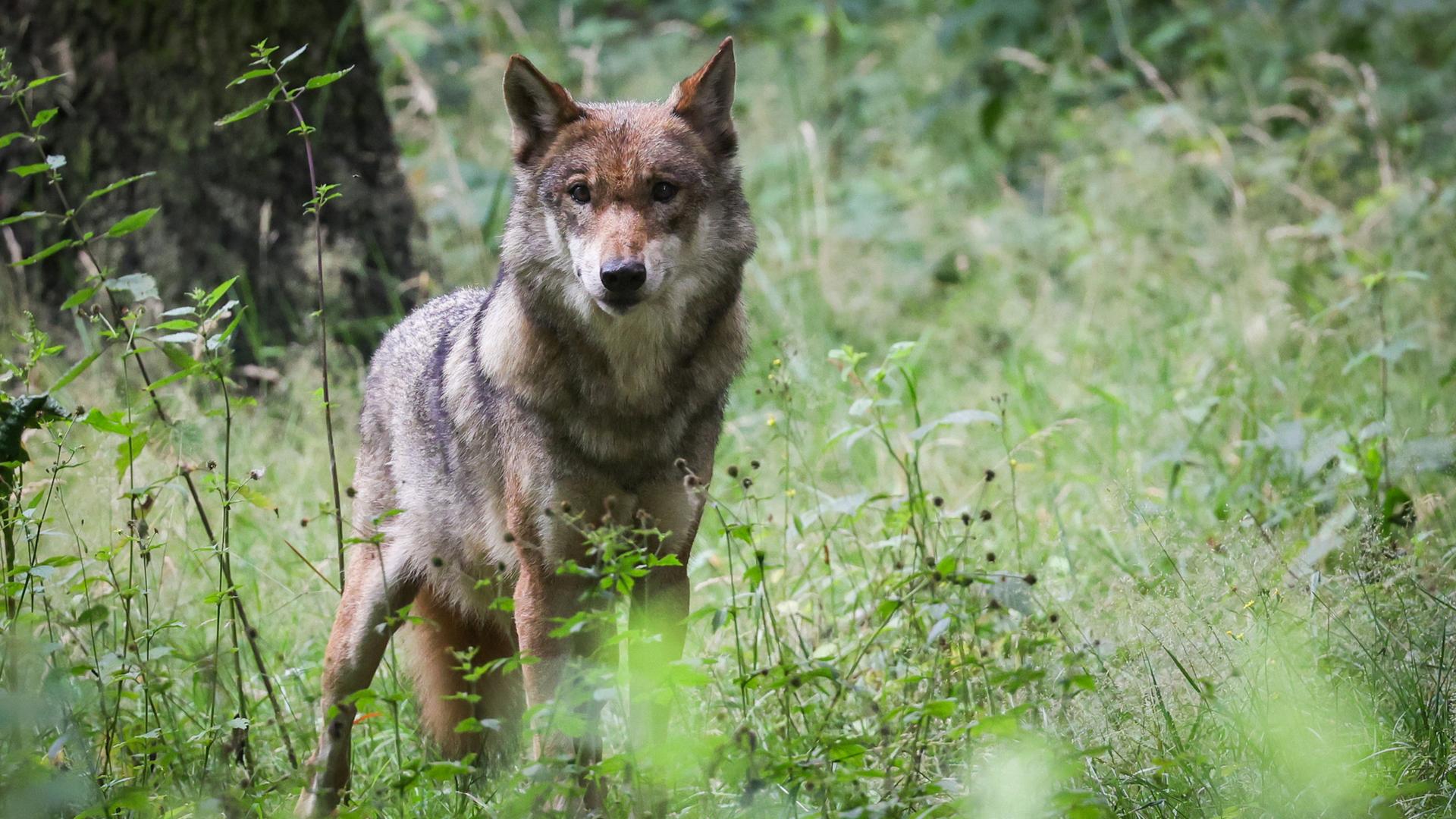 Mehr Wölfe, aber weniger Wolfsrisse in MV