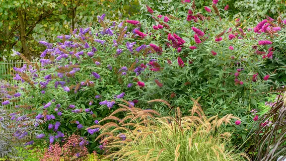Zwei blühende Schmetterlingsflieder in einem Garten | picture alliance / blickwinkel/McPHOTO/H.-R. Muelle | McPHOTO/H.-R. Mueller Zwei blühende Schmetterlingsflieder in einem Garten