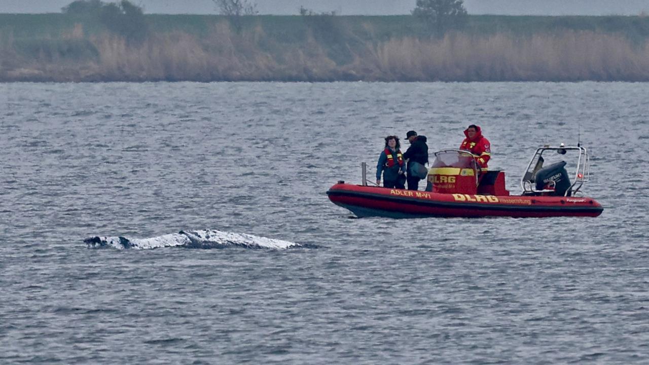 Liveblog: Geht es heute für den Wal aus der Ostsee raus?